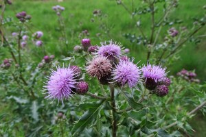 Cirsium arvense